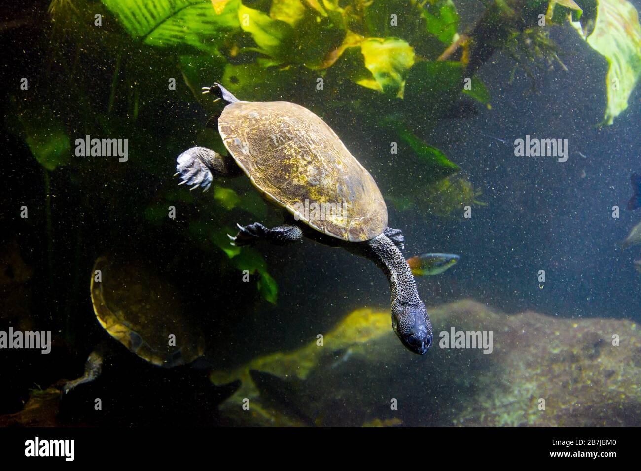 Süßwasseraquarienschildkröte, Chrysemis, Trachemis und mehr Arten im Aquarium Stockfoto