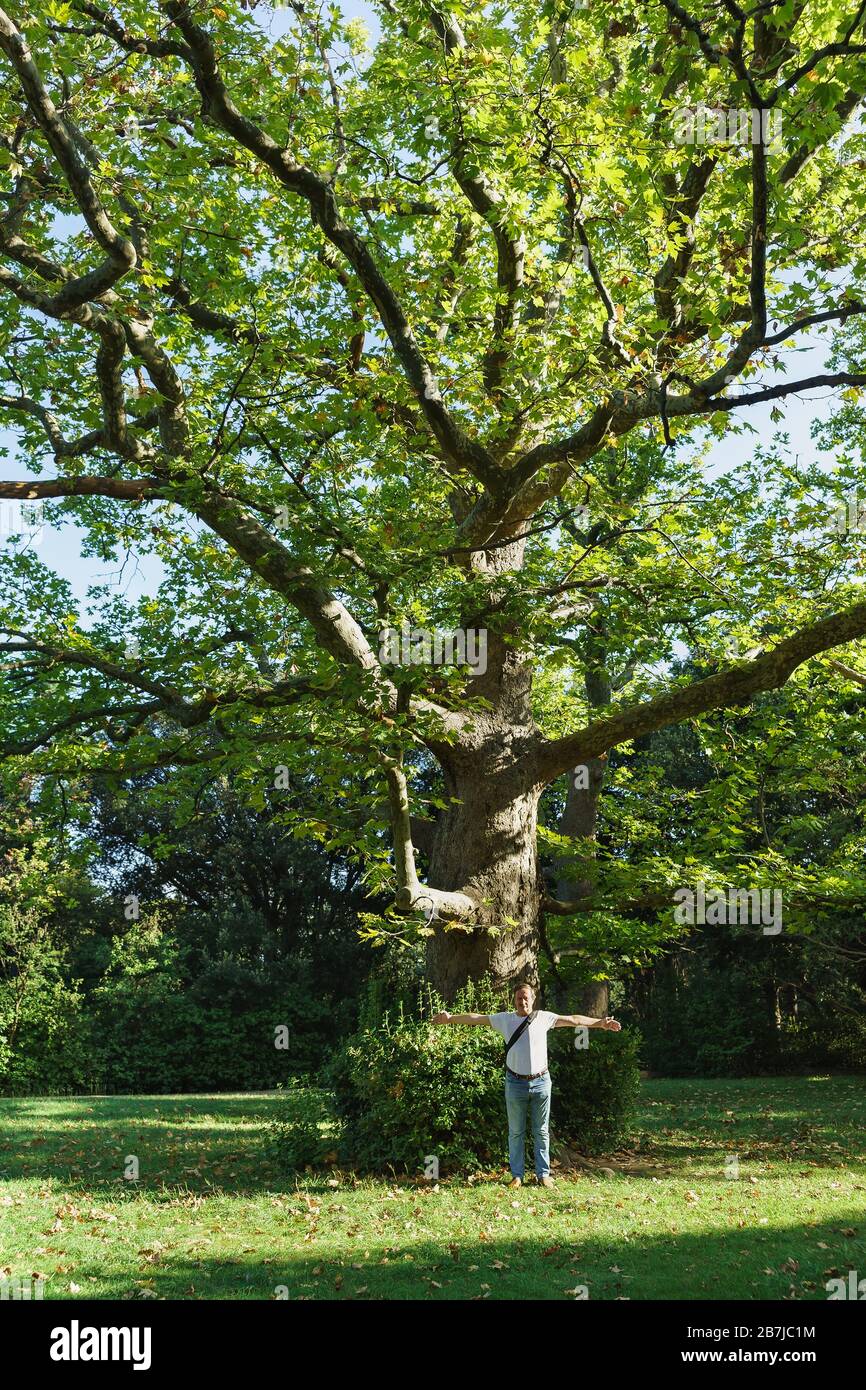 Ein riesiger alter Platanen oder Platanen (lat. Platanus) aus dem Park Worontsov Palace in Alupka. Ein Mann kann seine Arme nicht um eine Waffe wickeln. Stockfoto