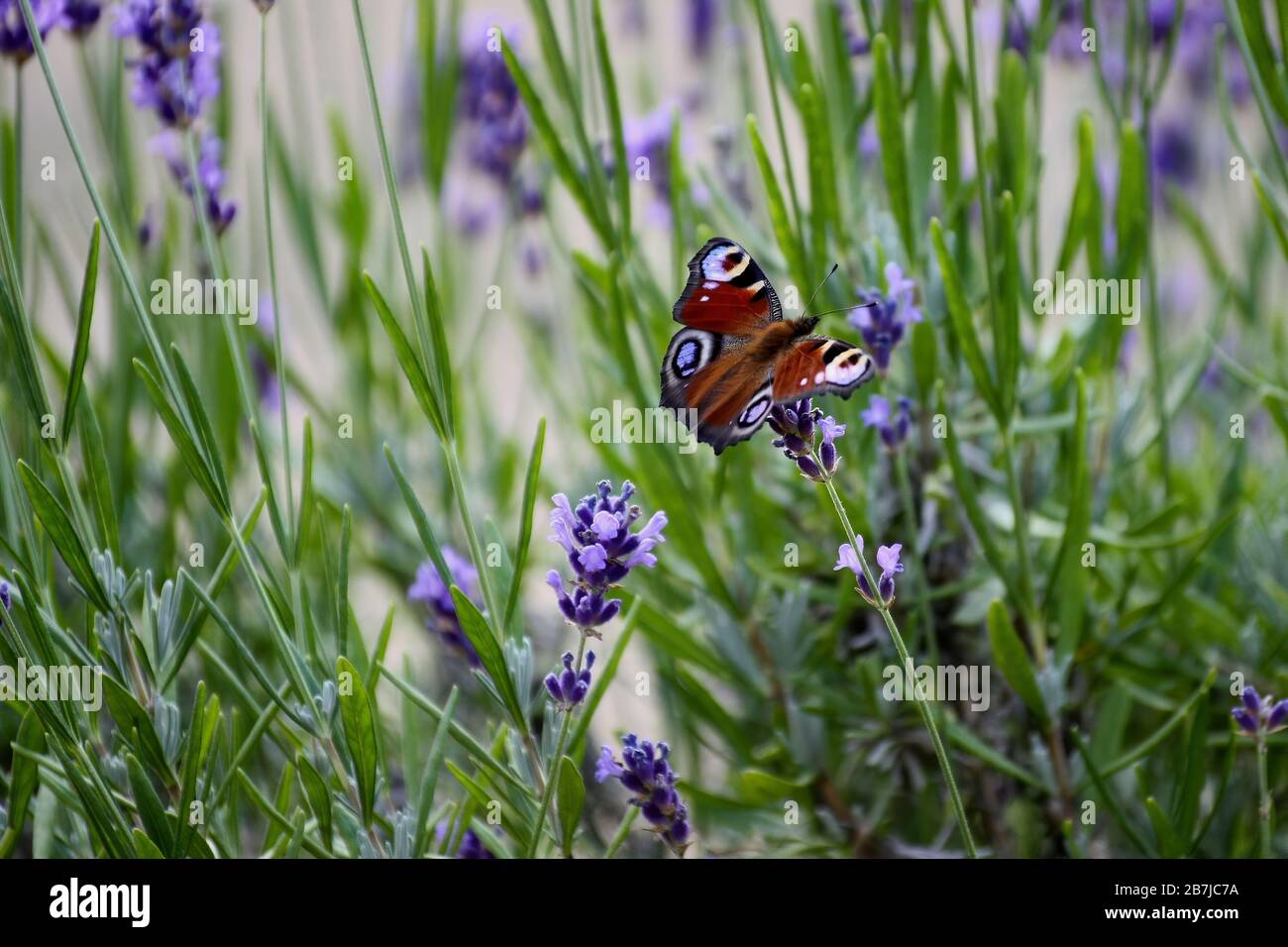 Schmetterling sitzt auf dem Lavendel Stockfoto