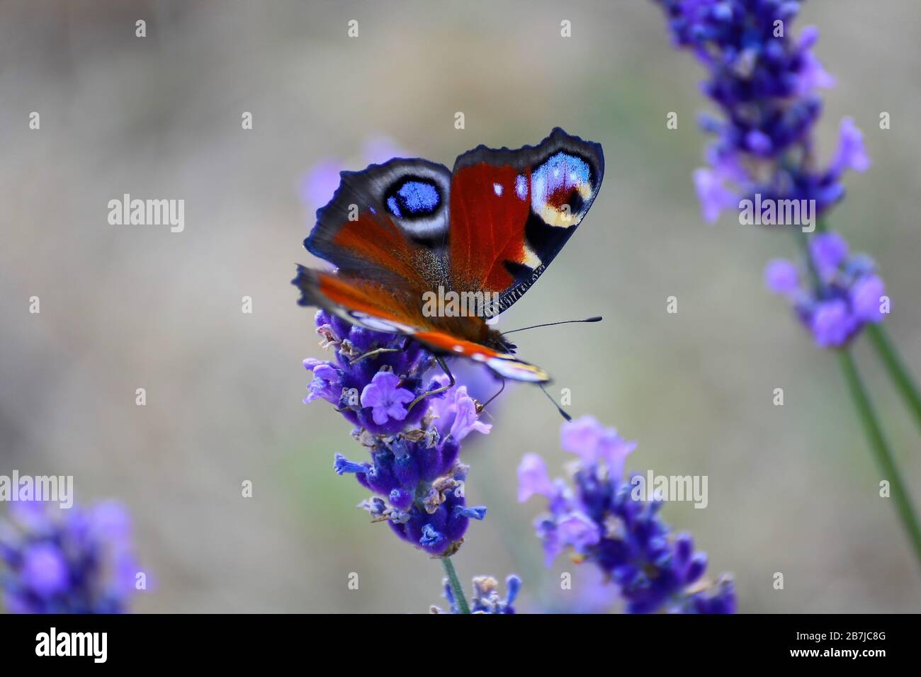 Schmetterling sitzt auf dem Lavendel Stockfoto