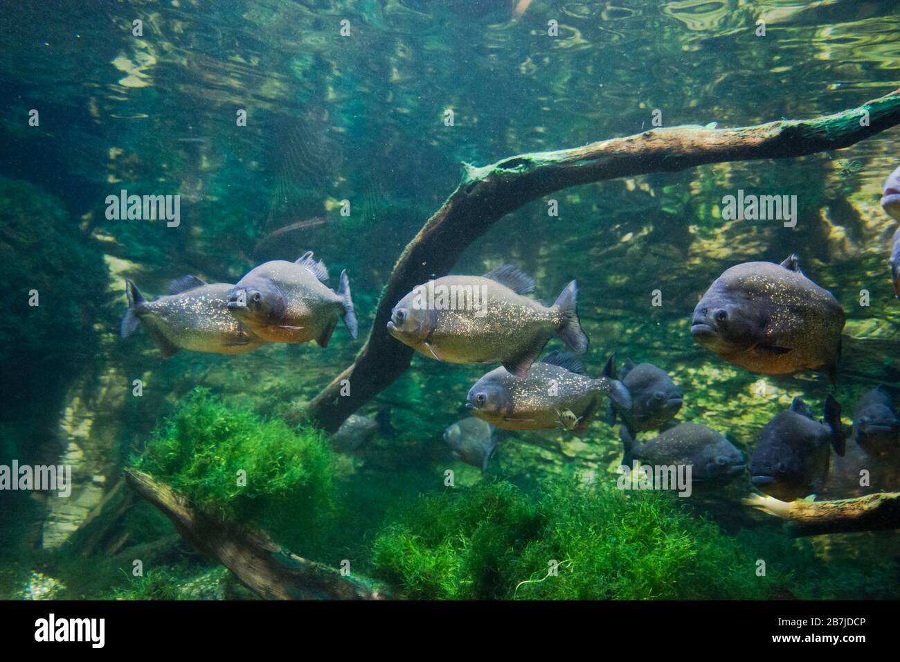 Der rotbelaubte Piranha, der rote Piranha (Pygocentrus nattereri) Stockfoto