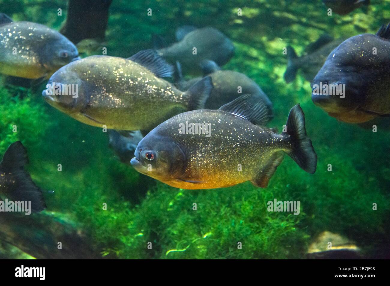 Der rotbelaubte Piranha, der rote Piranha (Pygocentrus nattereri) Stockfoto