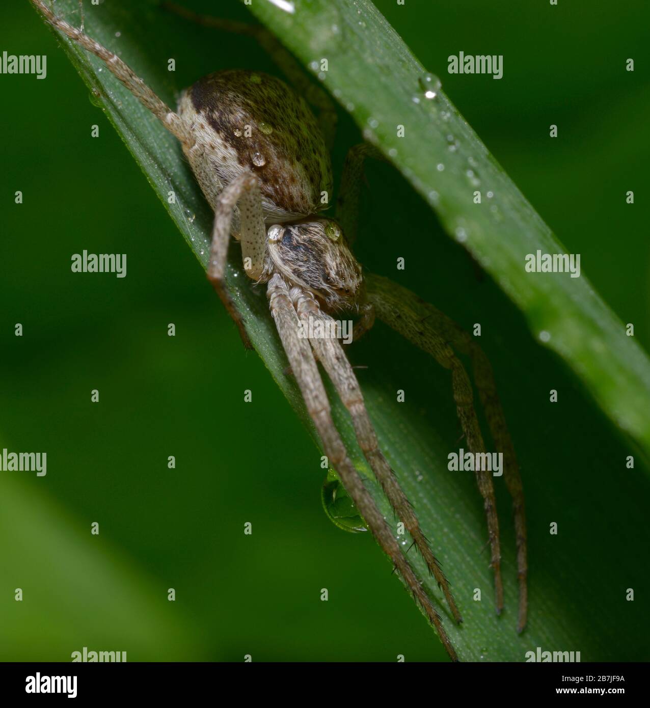 Gefährlich aussehende Baumschule Netz Spinne sitzt auf einem Grashalm Stockfoto