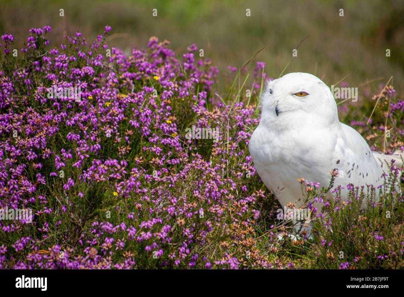 Verschneite Eule in der Feder Stockfoto