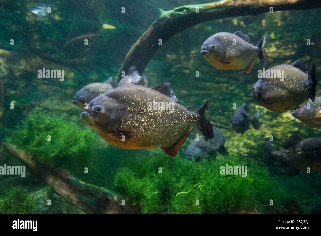 Der rotbelaubte Piranha, der rote Piranha (Pygocentrus nattereri) Stockfoto