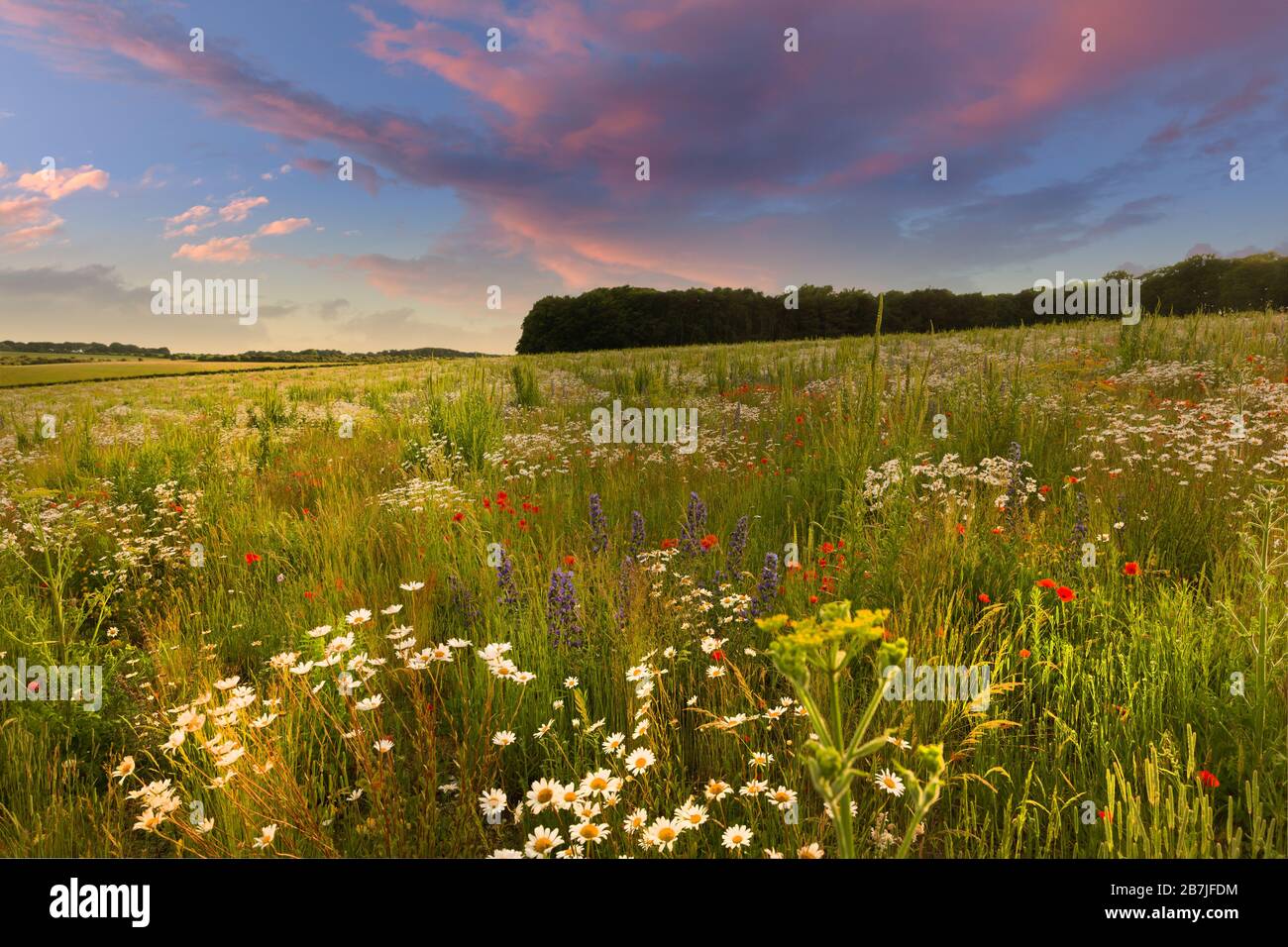 Schöne Blumenwiese bei Sonnenuntergang mit pinkfarbenen Wolken in einer landschaftlich reizvollen Landschaft im Frühjahr. Gänseblümchen, Mohn und lange Wildgräser bedecken einen Blick auf Norfolk Stockfoto