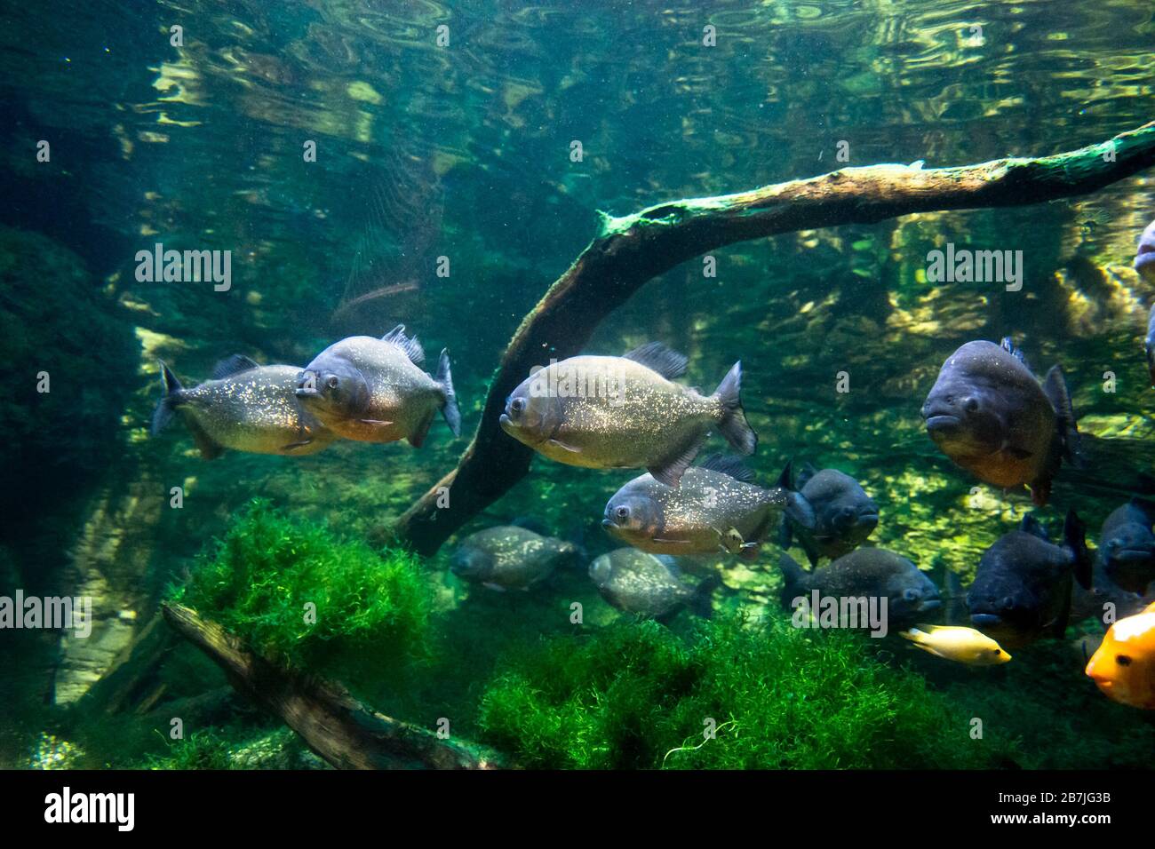 Der rotbelaubte Piranha, der rote Piranha (Pygocentrus nattereri) Stockfoto