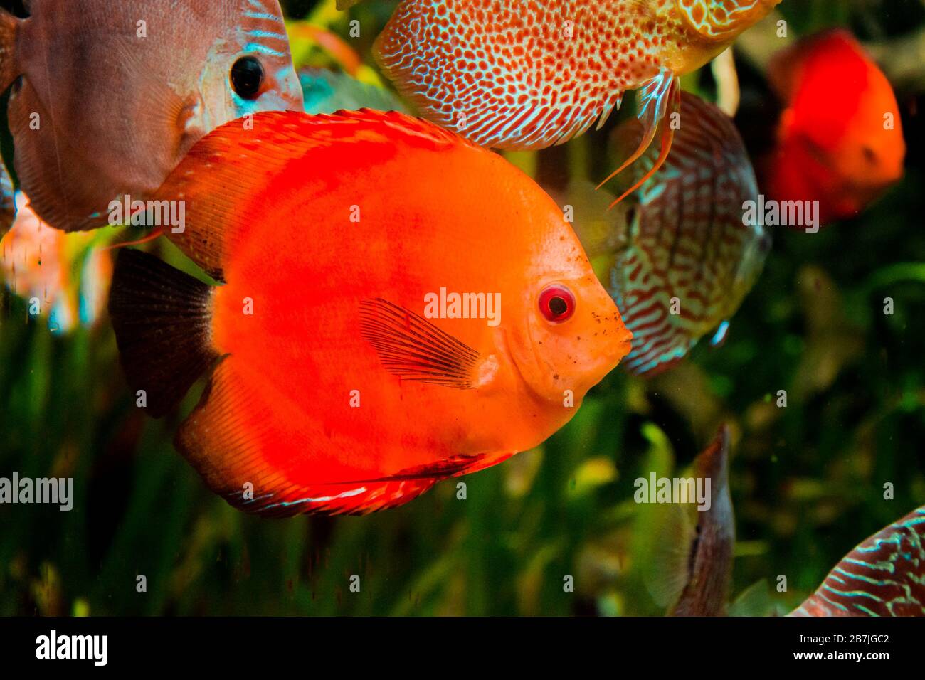 Diskusfische im Aquarium, tropische Fische. Symphysodon discus aus dem Amazonasfluss. Blauer Diamant, Schlangenhaut, rotes Türkis und mehr Stockfoto