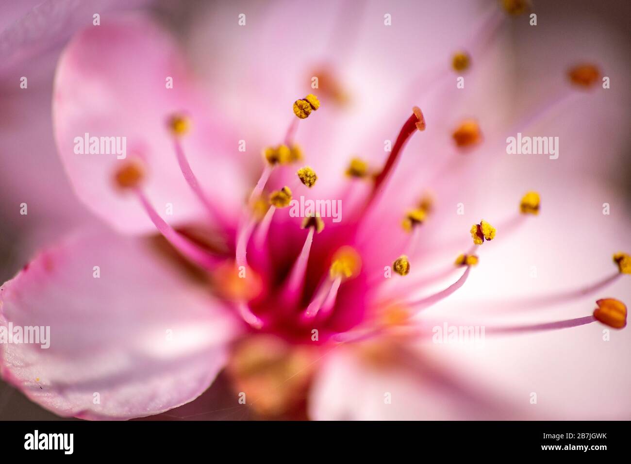 Wunderschönes Makrobild der Blume des prunus Cerasifera, das in den Monaten März und April mit wunderschönen violetten Pinktönen blüht Stockfoto
