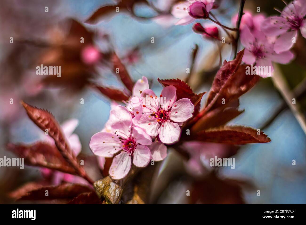 Wunderschönes Makrobild der Blume des prunus Cerasifera, das in den Monaten März und April mit wunderschönen violetten Pinktönen blüht Stockfoto