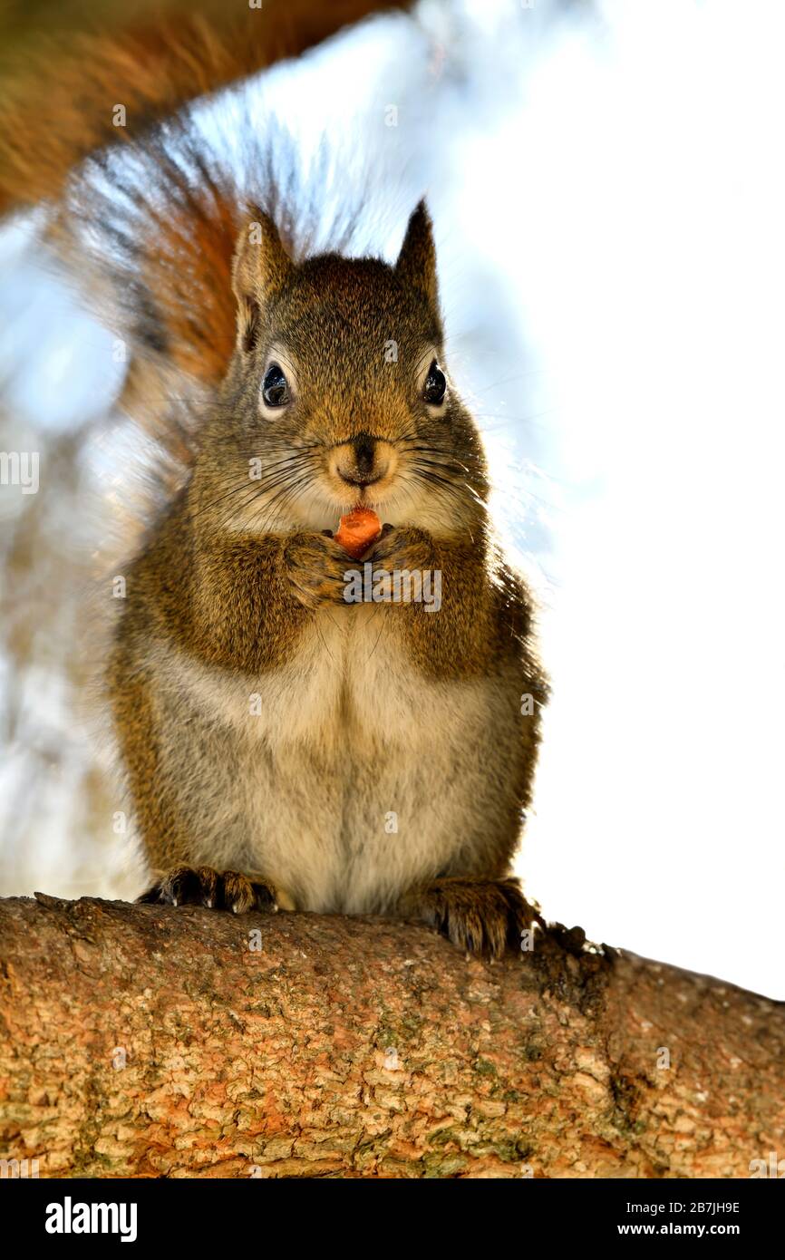 Ein wildes Rothörnchen "Tamiasciurus hudsonikus", das auf einem Baumzweig sitzt, der eine Nuss isst und auf den Fotografen im ländlichen Alberta Kanada blickt. Stockfoto