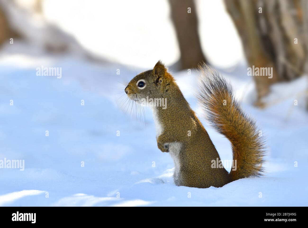 Ein wildes rotes Eichhörnchen ' Tamiasciurus hudsonicus', das auf seinen Hinterfüßen aufsteht, um einen besseren Blick auf seine Umgebung im frischen Schnee in Alberta zu erhalten Stockfoto