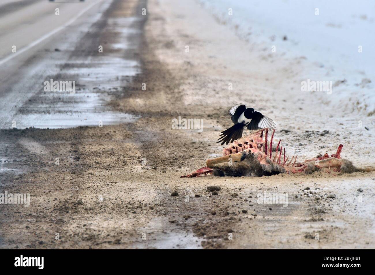 Eine Straße tötete Rehe auf der Seite der Straße mit einem Magpie-Vogel, der sich auf dem Kadaver im ländlichen Alberta Kanada ernährte Stockfoto