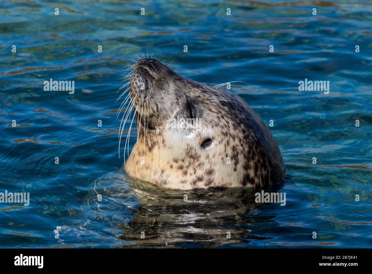 Eine Dichtung blickt aus dem Wasser Stockfoto