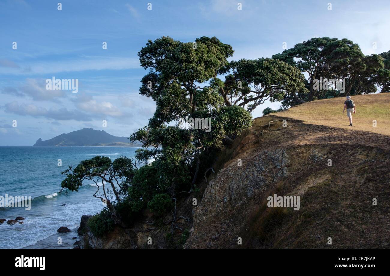 Man geht an Klippen in Taiharuru in der Nähe der Parua Bay und Whangarei, Nordinsel, Neuseeland Stockfoto