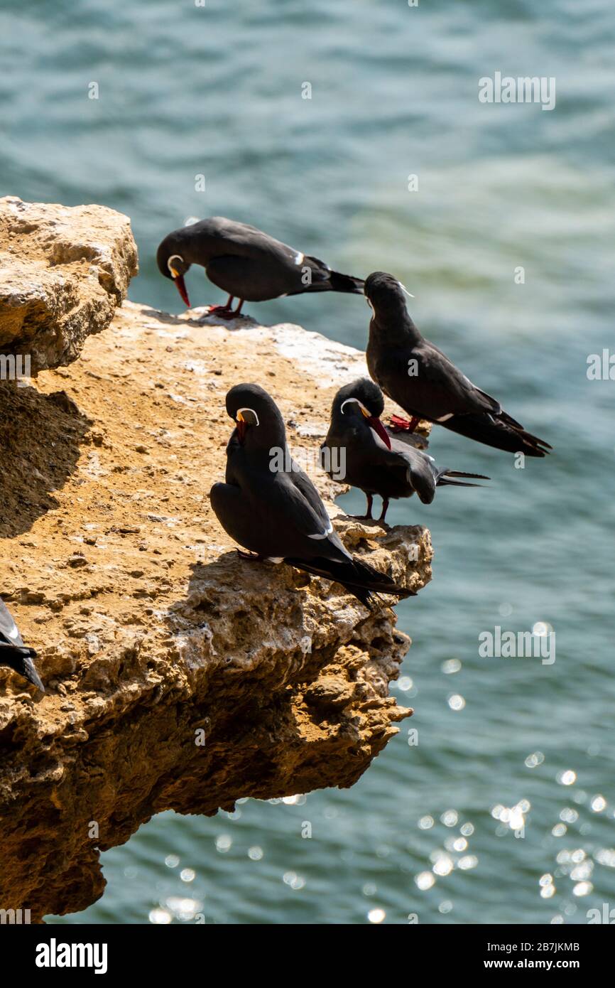 Paracas National Reserve, Inca tern (Larosterna inca), Ica, Peru. Stockfoto