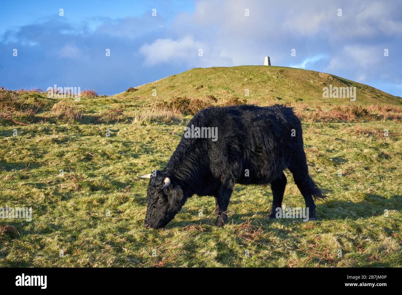 Viehweide auf dem Garth, einem Berg in der Nähe von Cardiff, South Wales Stockfoto
