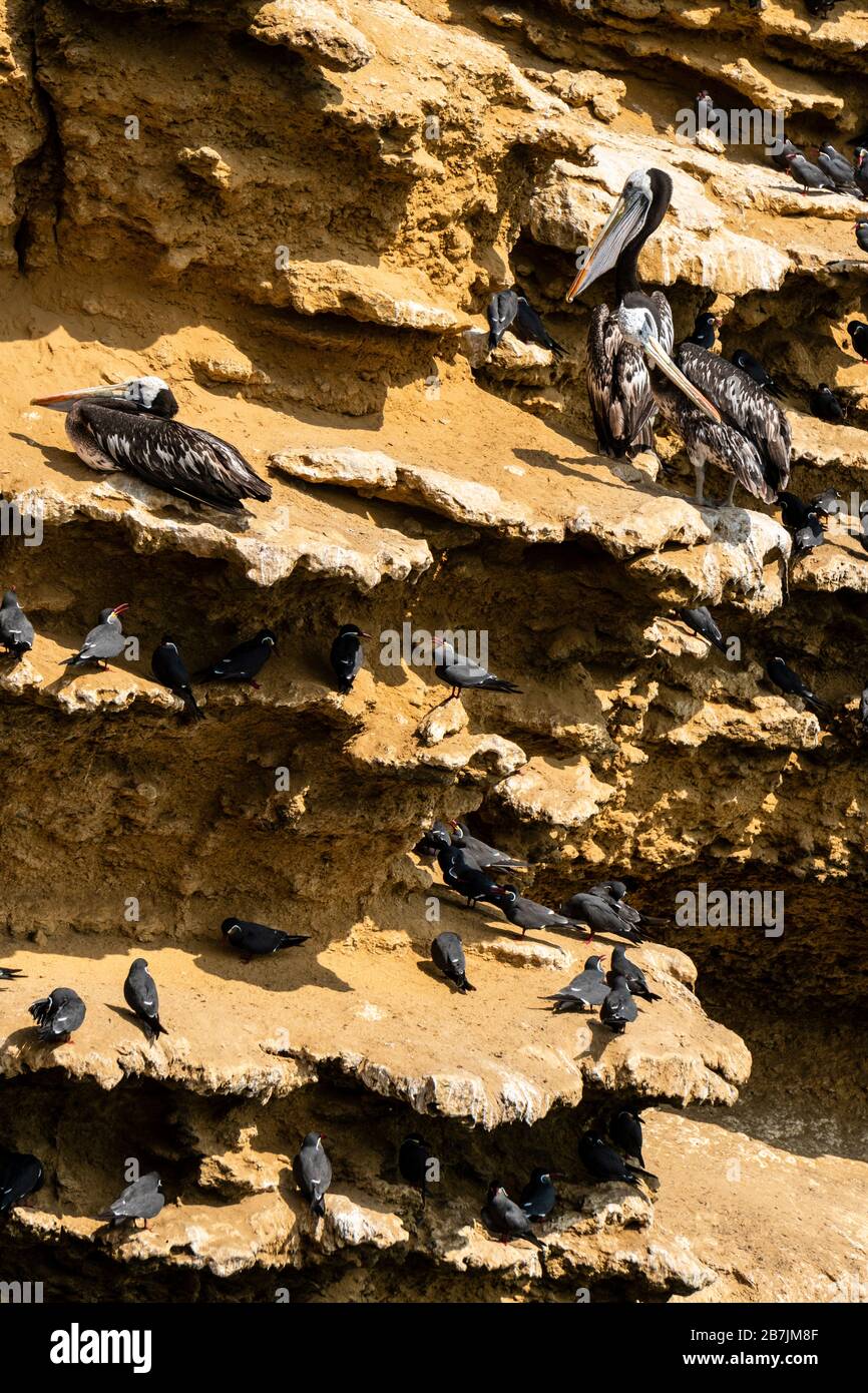 Paracas National Reserve, peruanische Pelikane (Pelecanus thagus) und Inka tern (Larosterna inca), Ica, Peru. Stockfoto