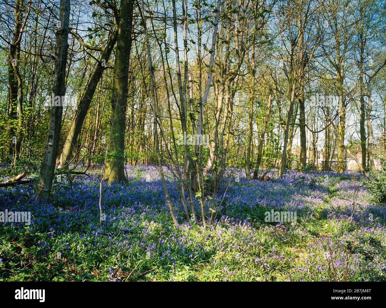 Blubell-Holz, ein Teppich aus Bluebells, Endymion non scriptus, Großbritannien Stockfoto