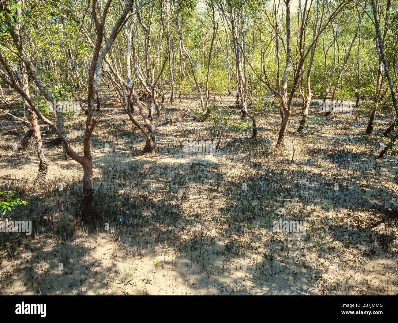 Kuala Selangor, Malaysia, Mangrovensümpfe und Schlammwohnungen mit zurückweichender Flut, einem reichen vielfältigen Lebensraum, teilweise ein Naturschutzgebiet. Stockfoto