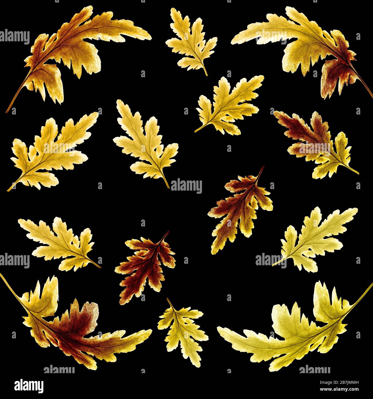 Geblümtes botanisches Herbstmuster mit leuchtend goldenen Chrysanthemum-Blättern auf schwarzem Grund. Herbst saisonale Kulisse für Textil, Servietten, Schal oder s Stockfoto