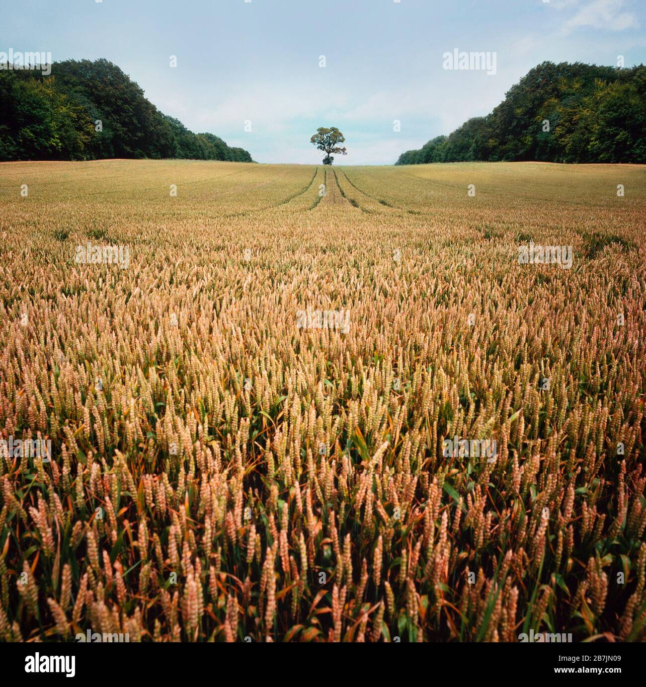 Britisches Weizenfeld bereit für Ernte, einzelner Baum im Hintergrund Stockfoto