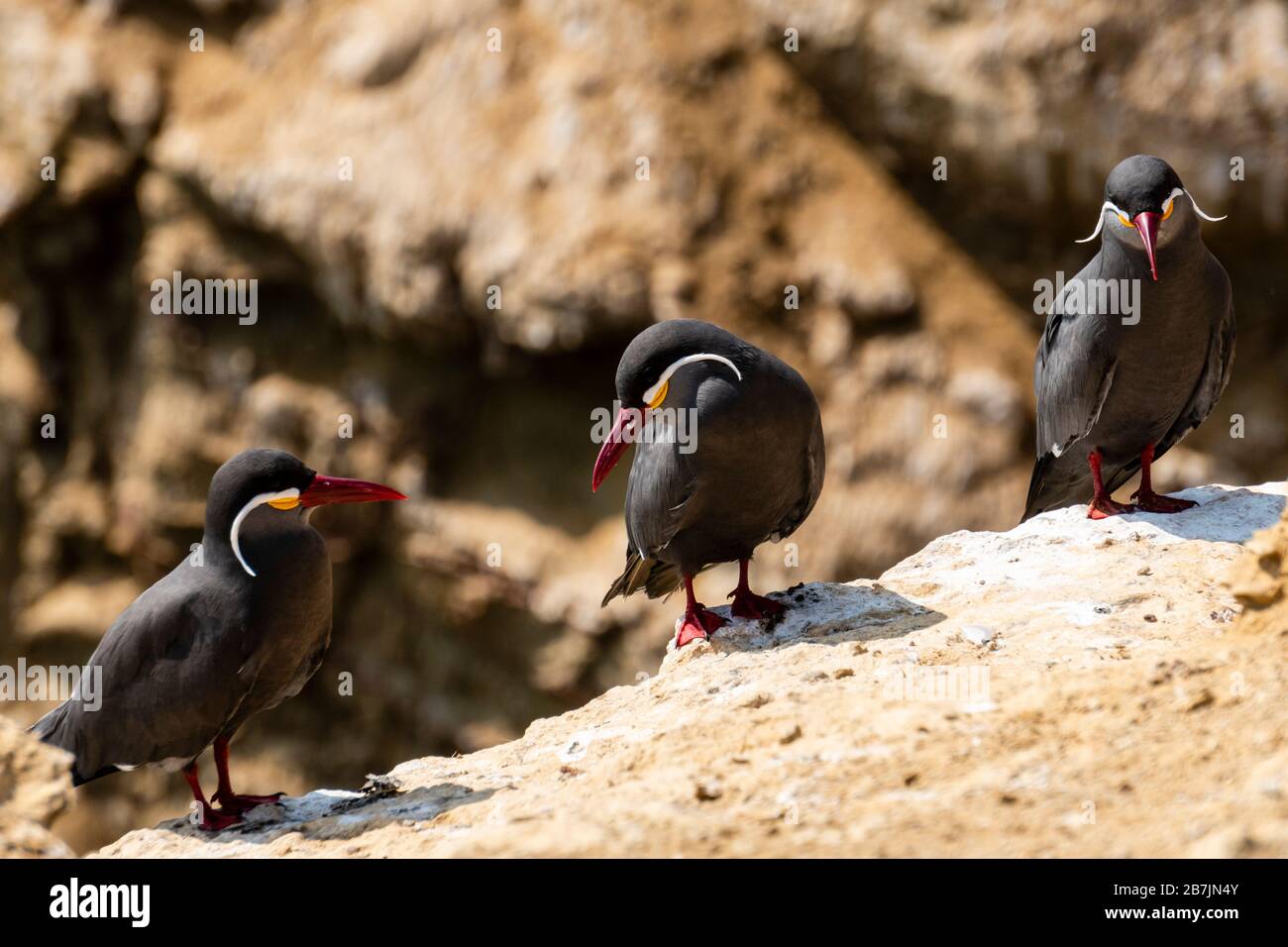 Paracas National Reserve, Inca tern (Larosterna inca), Ica, Peru. Stockfoto