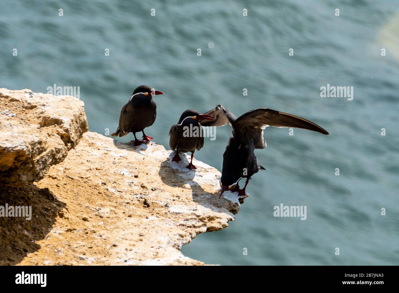 Paracas National Reserve, Inca tern (Larosterna inca), Ica, Peru. Stockfoto