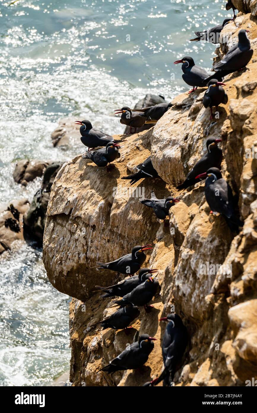 Paracas National Reserve, Inca tern (Larosterna inca), Ica, Peru. Stockfoto