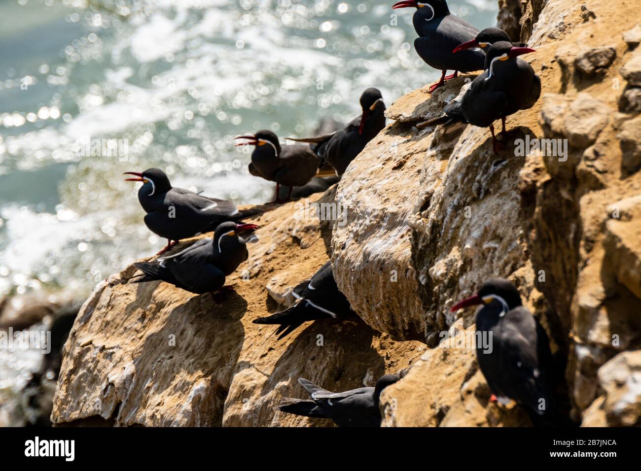 Paracas National Reserve, Inca tern (Larosterna inca), Ica, Peru. Stockfoto