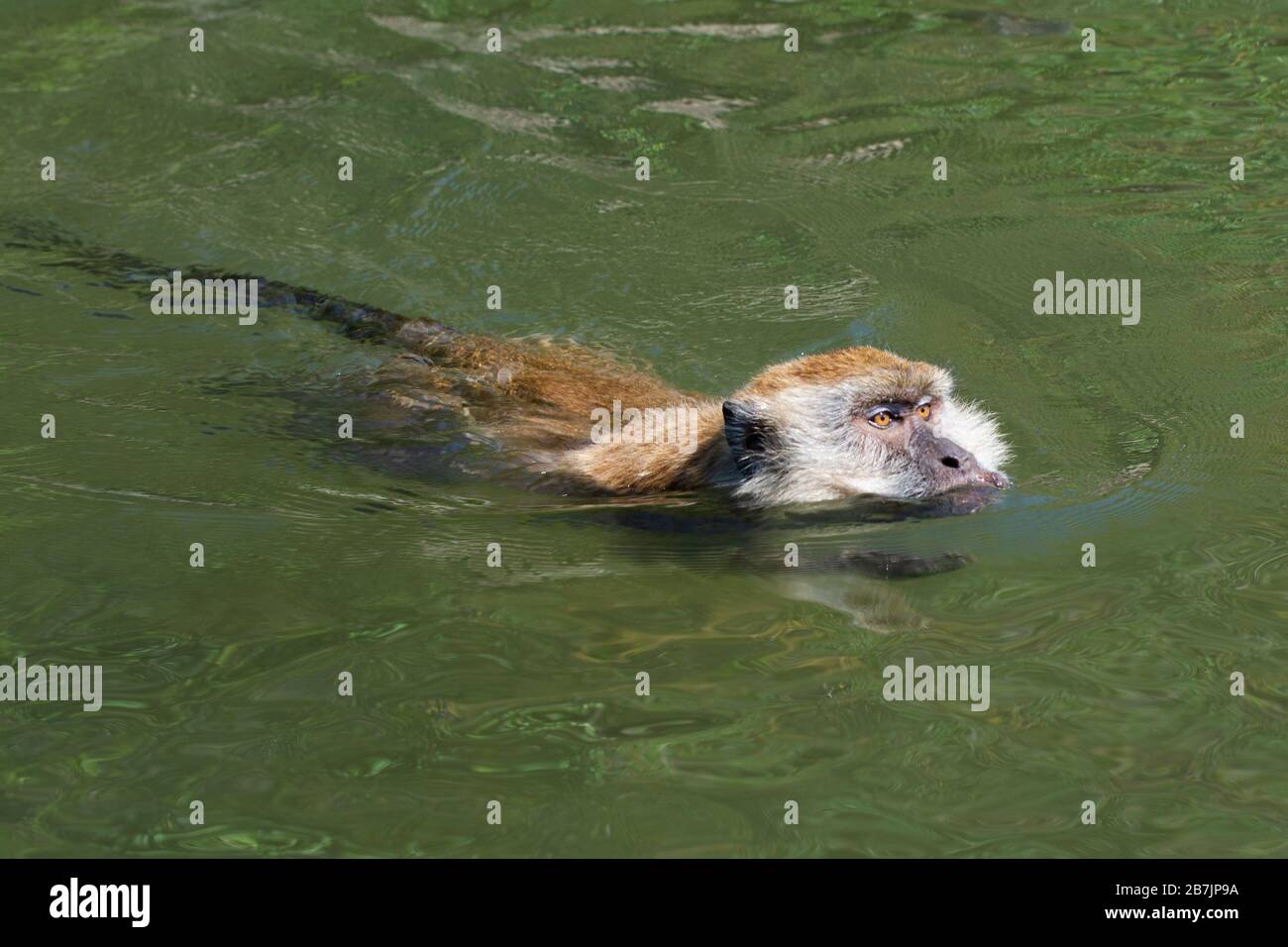 Makaque schwimmt auf Langkawi in Malaysia Stockfoto