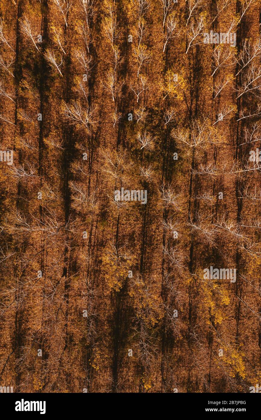 Blick von oben auf die cottonwood Aspen Tree Wald im Herbst, Luftaufnahme von Drone pov Stockfoto