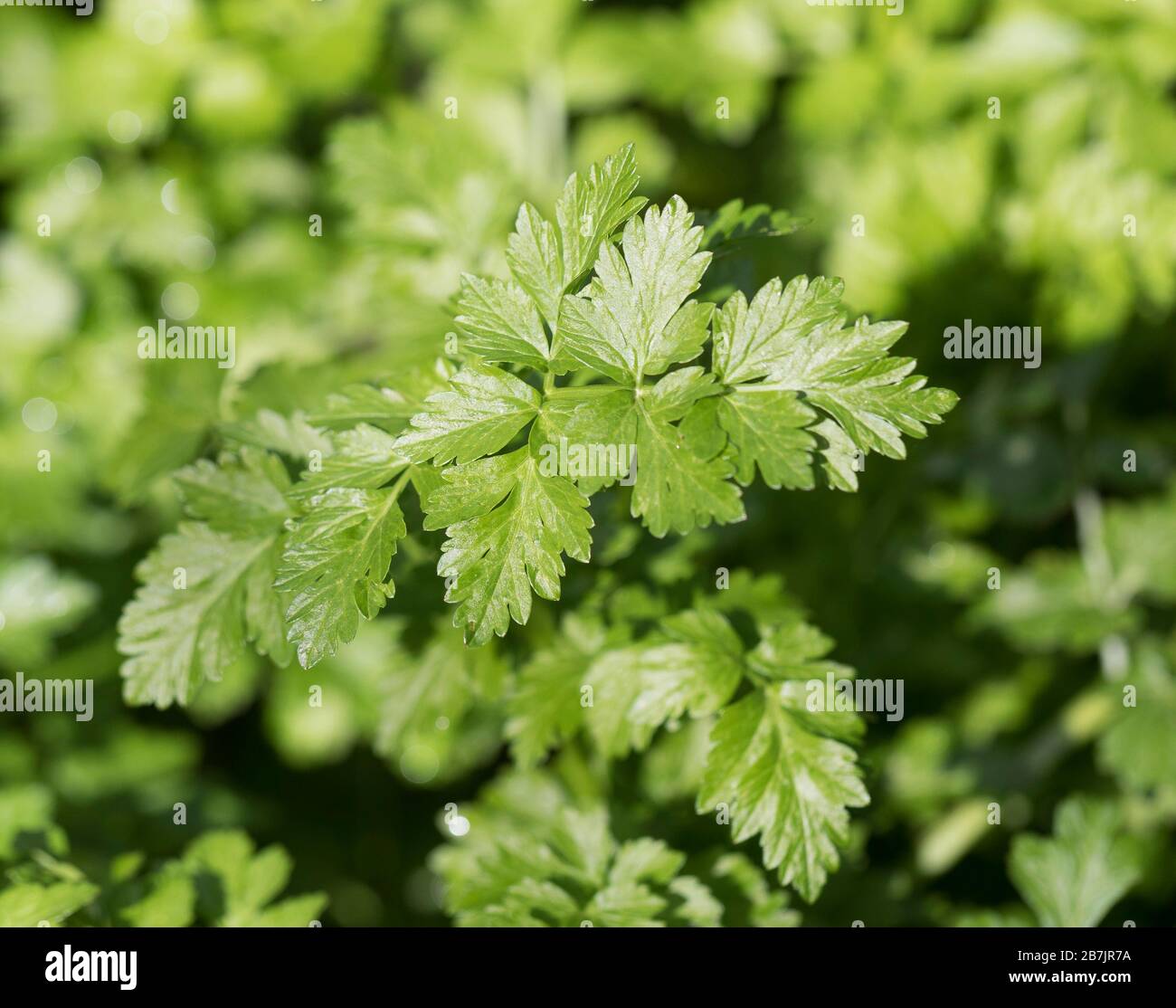 Wasser Hemlock Stockfoto