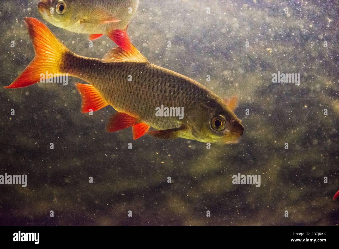 Der gewöhnliche rudd - Scardinius Erythrophthalmus. Fisch aus Europa und Asien Stockfoto