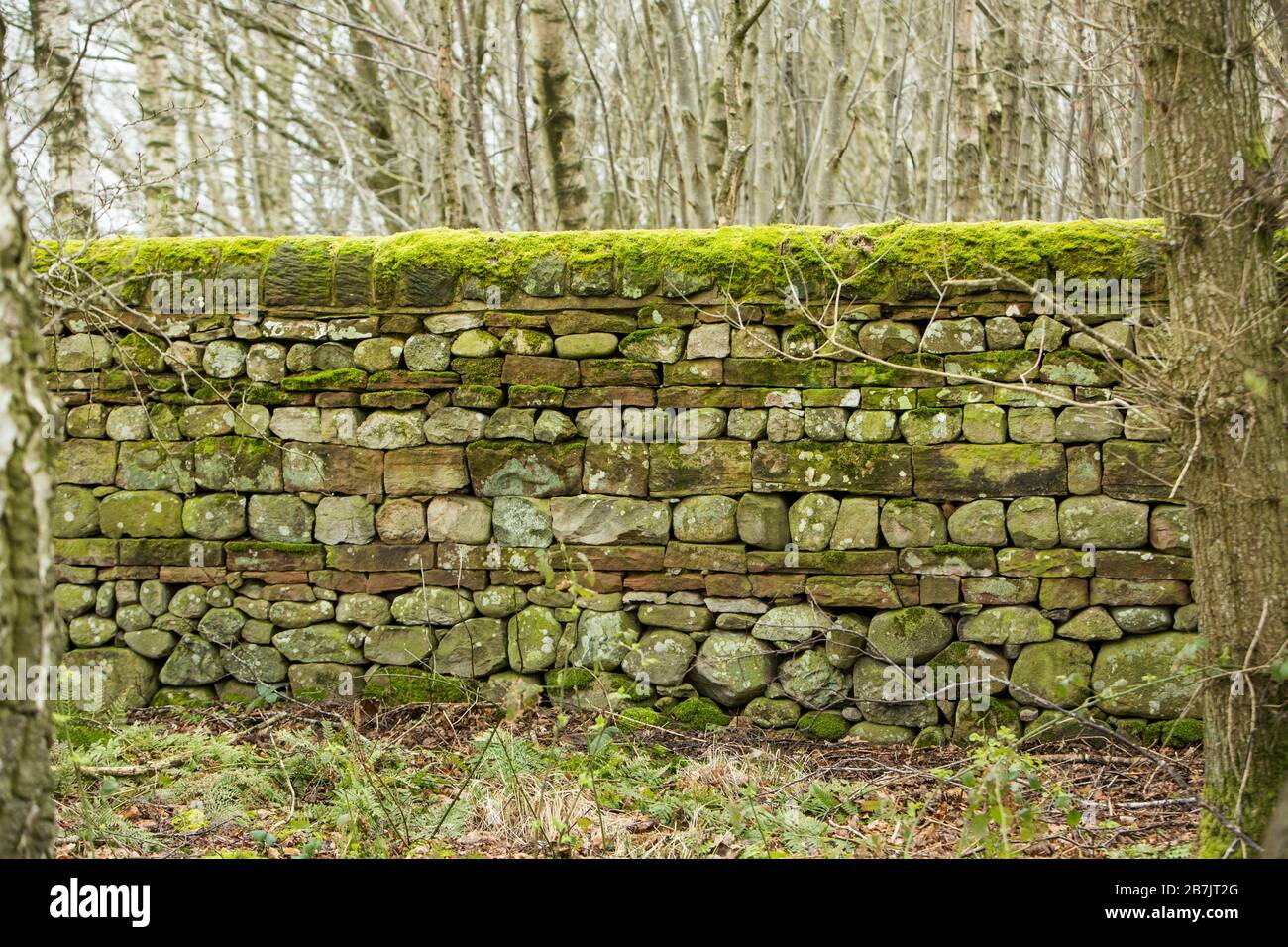 Eine mit Moos bedeckte und ungewöhnliche gemusterte Trockensteinmauer aus großen Steinblöcken inmitten eines Holzes in der Nähe von Langwathby, England Stockfoto
