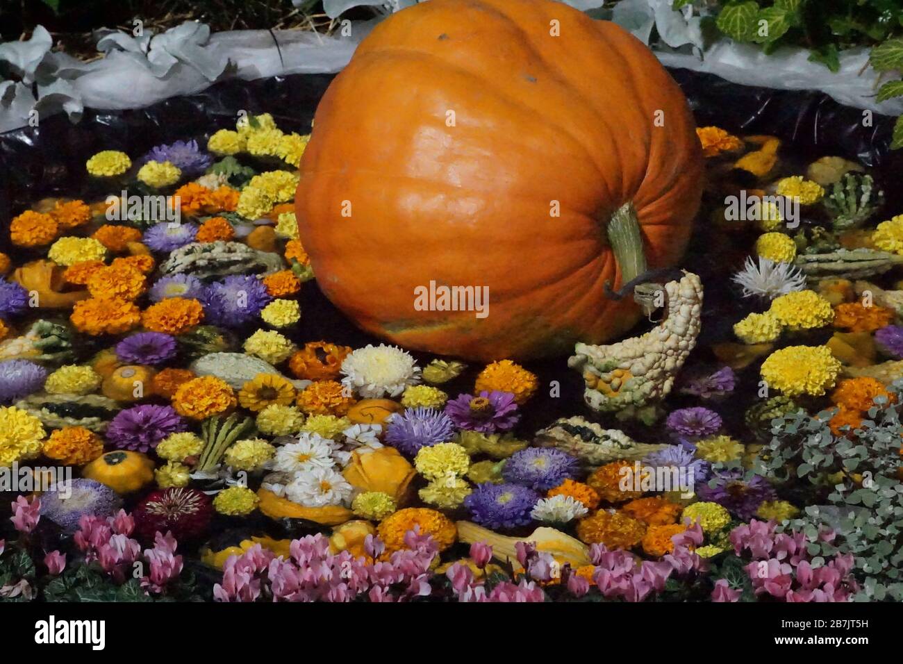 Bunte Dekoration mit Blumen und Kürbis in einem kleinen Wasserbrunnen in einer Kirche in Orléans, Frankreich Stockfoto