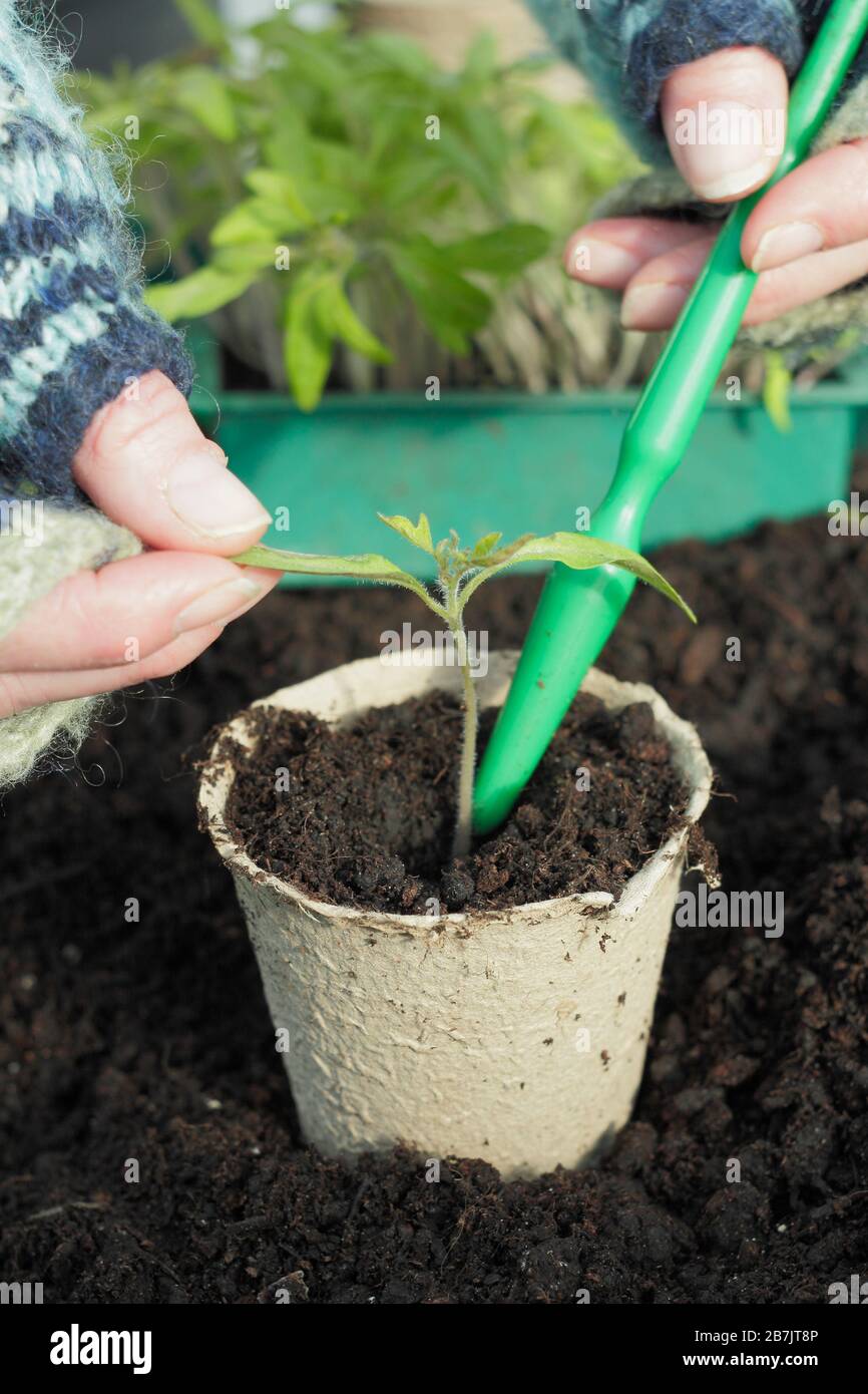 Solanum lycopersicum. Das Verstemmen von Tomatensämlingen durch vorsichtiges halten der Blattspitze, um Schäden am Stamm zu vermeiden. Stockfoto