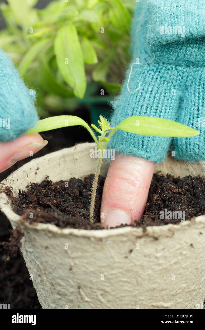 Solanum lycopersicum. Das Verstemmen von Tomatensämlingen durch vorsichtiges halten der Blattspitze, um Schäden am Stamm zu vermeiden. Stockfoto