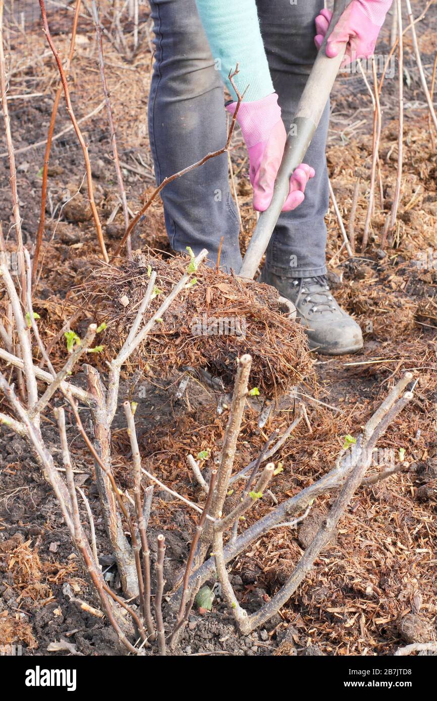 Ribes. Das Auftragen von Mulch um die Basis von Obstkräuselbüschen hilft, Feuchtigkeit zu halten, Unkraut zu unterdrücken und Schädlinge abzuschrecken Stockfoto