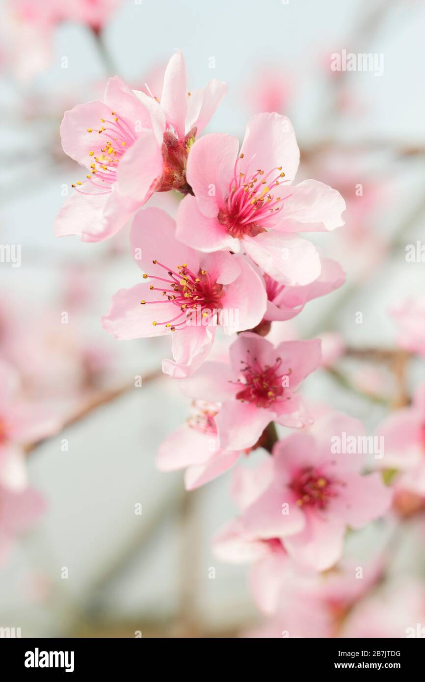 Prunus Persica. Pfirsichblüten im Frühling. GROSSBRITANNIEN Stockfoto