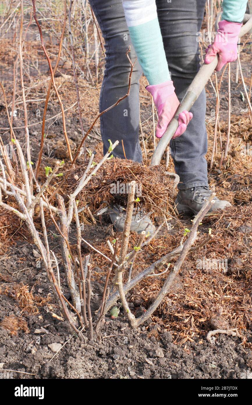 Ribes. Das Auftragen von Mulch um die Basis von Obstkräuselbüschen hilft, Feuchtigkeit zu halten, Unkraut zu unterdrücken und Schädlinge abzuschrecken Stockfoto