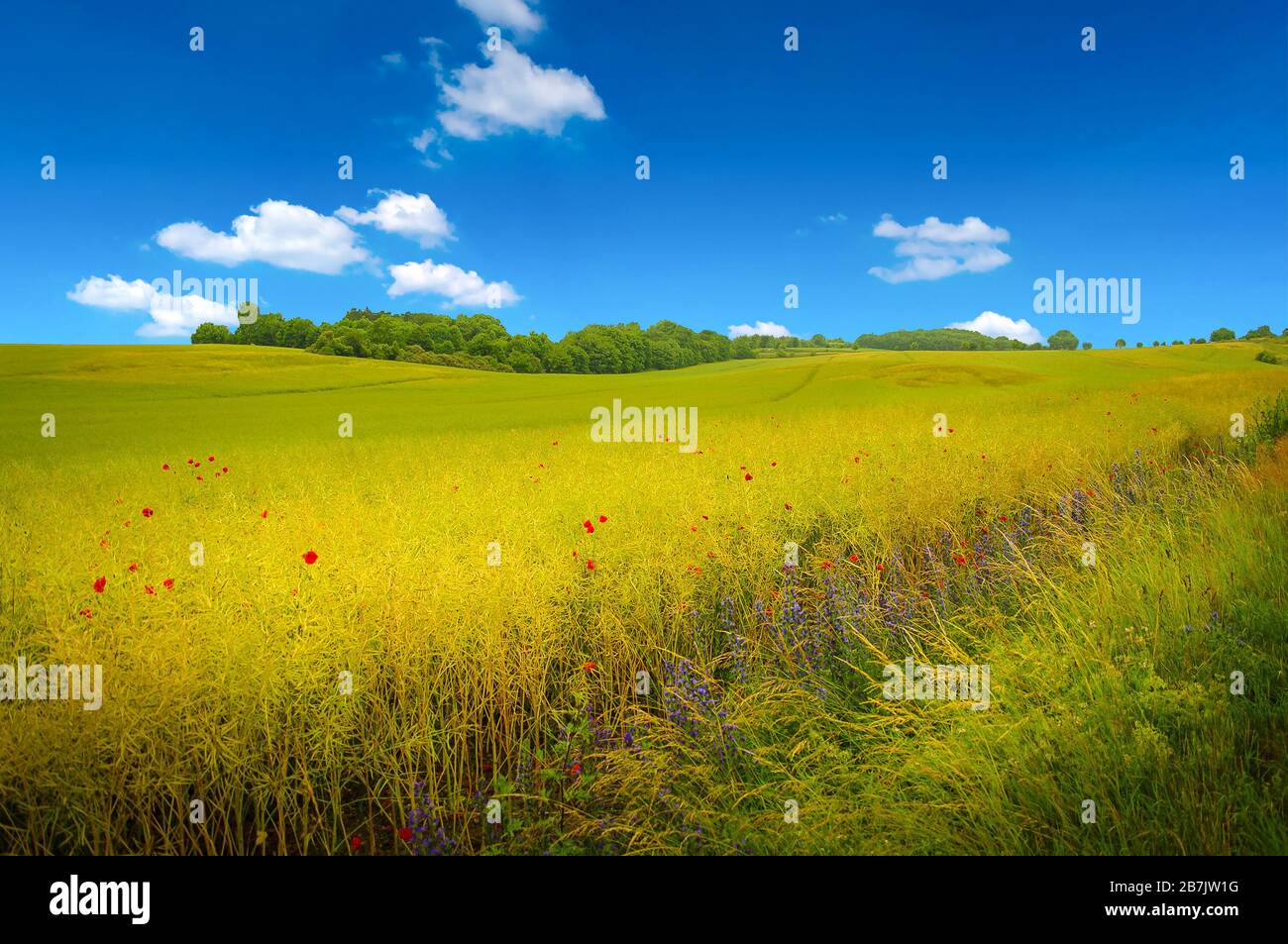 Panoramablick über die schöne grüne und gelbe Bauernlandschaft mit Mohnblumen Deutschland Stockfoto