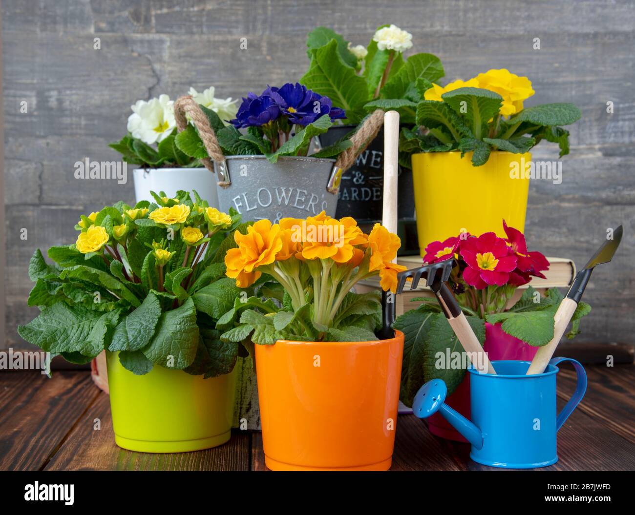 Bunte Töpfe mit Primrosen und Büchern stehen auf einer Holzoberfläche. Hintergrund der Frühlingsblume Stockfoto