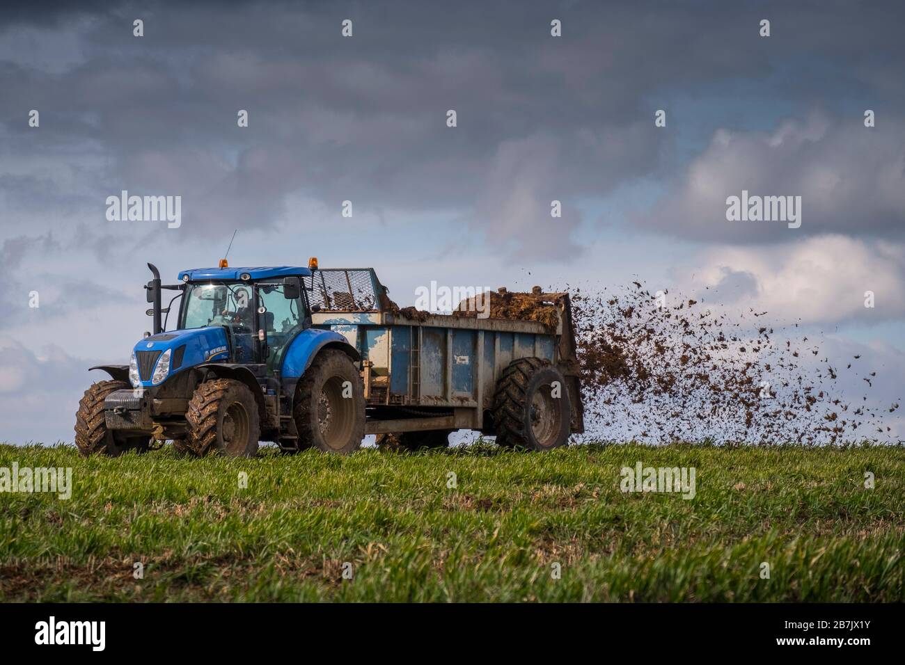 Muck breitet sich aus und maniert auf einer Farm in Suffolk, Großbritannien. Stockfoto