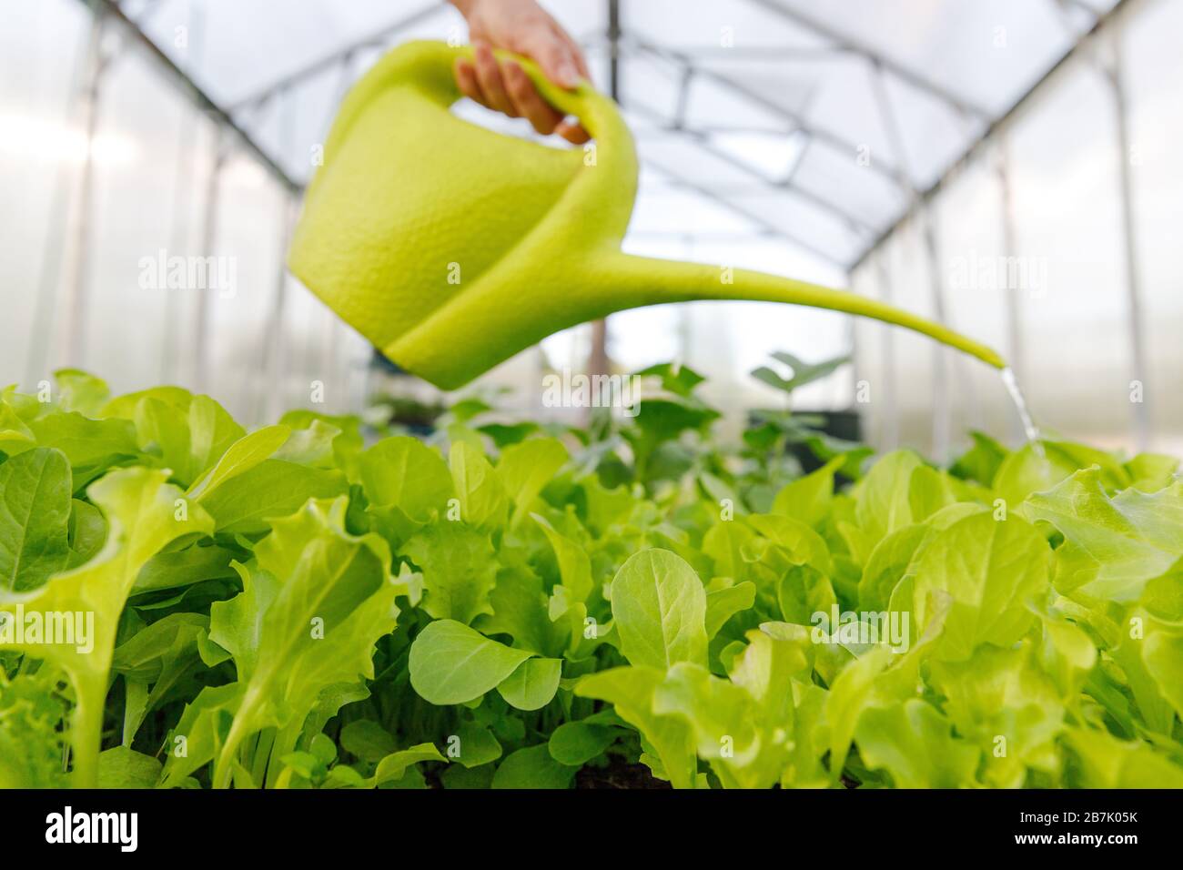 Frau, die einen jungen Salat aus einer Gießkanne im Gewächshaus wässert, selektive Konzentration auf grünen Salat. Bio- und Gemüsegarten. Anbau von Gemüse a Stockfoto
