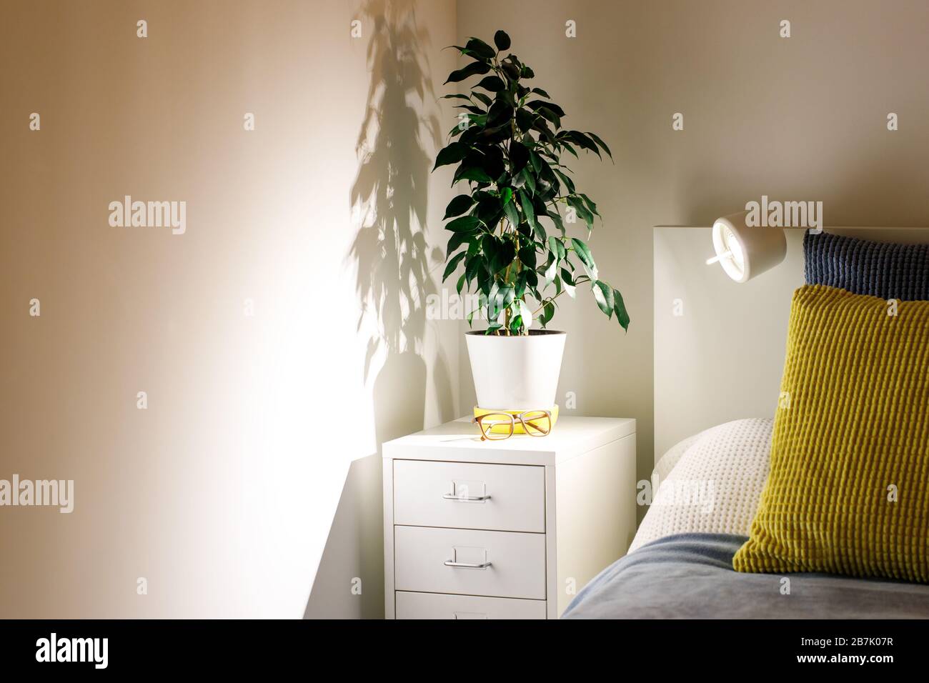 Topfpflanzen FICUS Benjamin in einem gemütlichen Schlafzimmer am Nachttisch. Nachttisch, gelbe und blaue Kissen, Lampe, weiße Wände. Scannen Stockfoto