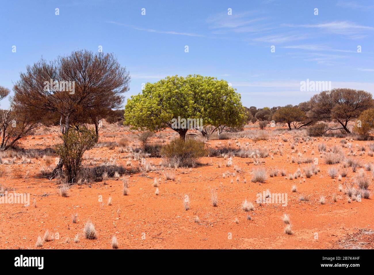 Grüner Baum in der Outback-Landschaft, Central Midlands Western Australia Stockfoto