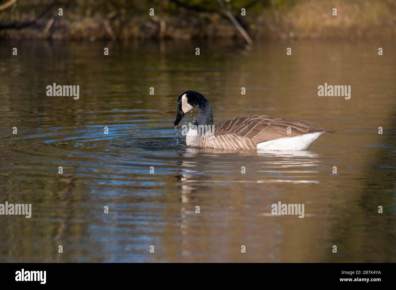 Eine Kanadas Gans reinigt sich in einem kleinen Teich, das Wasser läuft über seinen ganzen Körper Stockfoto