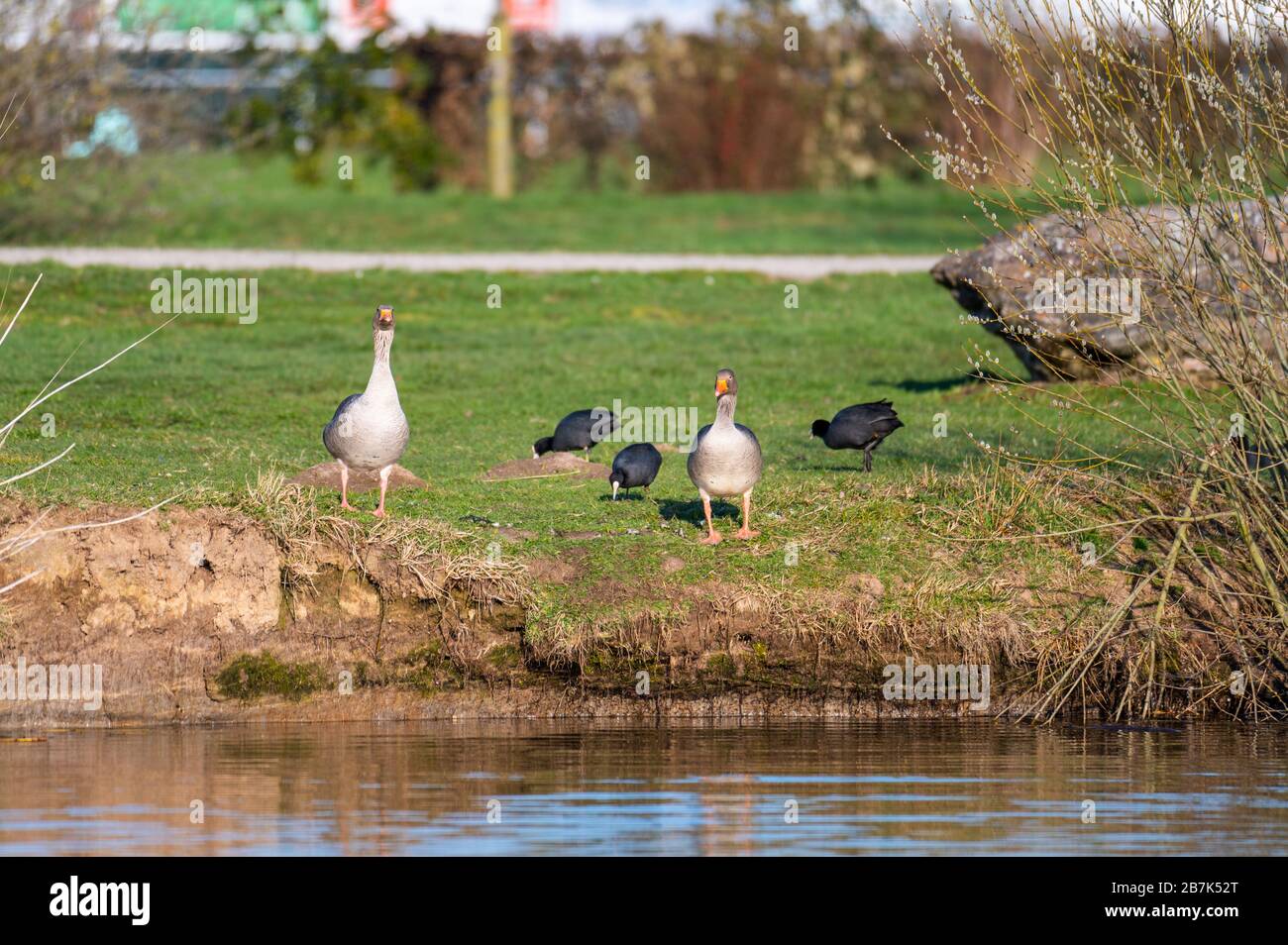 Köche springen von einem kleinen Hügel in einen kleinen Teich in Norddeutschland Stockfoto