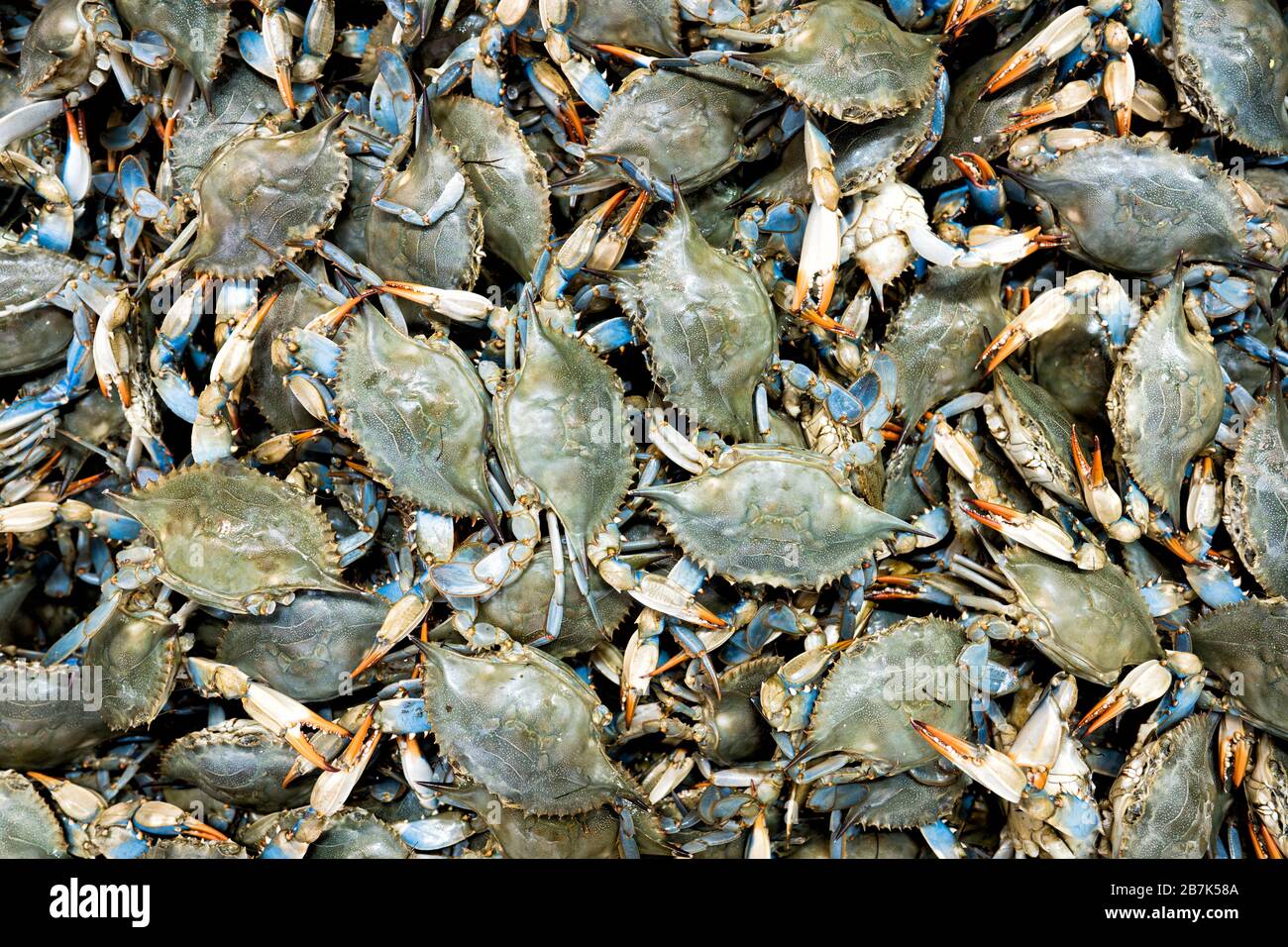 Blaue Krabben auf dem Fischmarkt Chesapeake Bay Maryland | CHESAPEAKE BAY, Md. — Frisch gefangene blaue Krabben, Callinectes sapidus, füllen das Bild auf einem Fischmarkt an der Chesapeake Bay. Die Art ist der charakteristische Fang der Region, zentral für die Tradition der Fischer und geschätzt für Krabbenfleisch und Krabbenkuchen; sie wird typischerweise mit Köderfallen von Frühjahr bis Spätherbst geerntet. Stockfoto